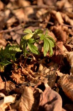 White anemone grows in the forest on the background of dry leaves. Stock Photos