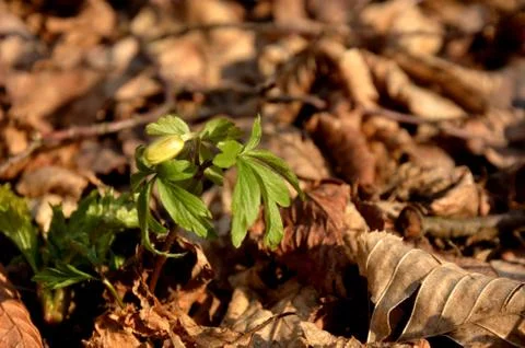 White anemone grows in the forest on the background of dry leaves. Stock Photos
