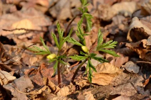 White anemone grows in the forest on the background of dry leaves. Stock Photos