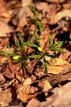 White anemone grows in the forest on the background of dry leaves. Stock Photos