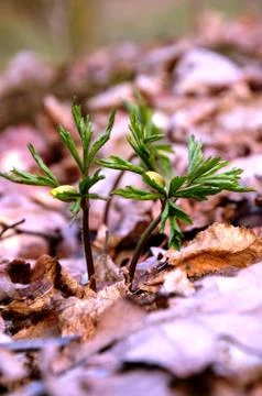 White anemone grows in the forest on the background of dry leaves. Stock Photos