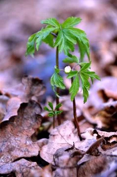 White anemone grows in the forest on the background of dry leaves. Stock Photos