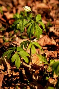White anemone grows in the forest on the background of dry leaves. Stock Photos