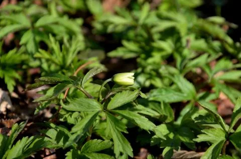 White anemone grows in the forest on the background of dry leaves. Stock Photos