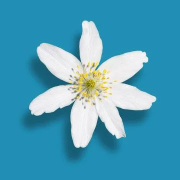 White anemone Stock Photos