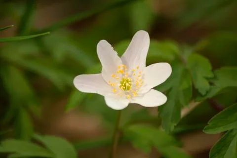 White anemone Stock Photos