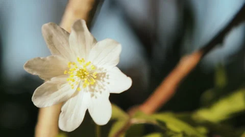 White anemone. Spring flower, blooming in the open air, in the woods Vídeo Stock 106755743