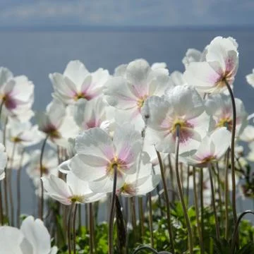 White anemones from the back Stock Photos