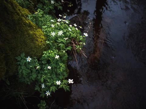 White anemones Stock Photos