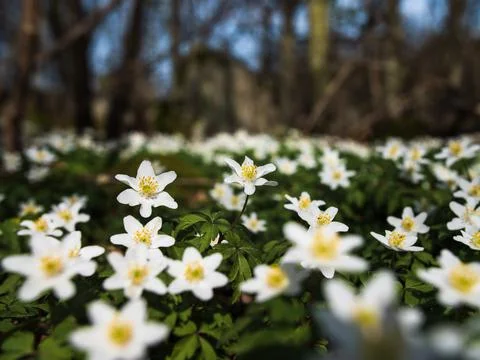White anemones Stock Photos