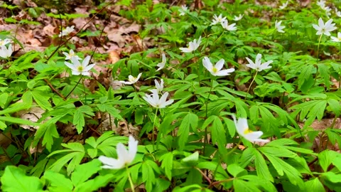 White anemones in spring forest. Early spring flowers. Stock Footage 240080154
