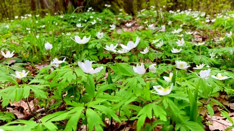 White anemones in spring forest. Early spring flowers. Stock Footage 240698156