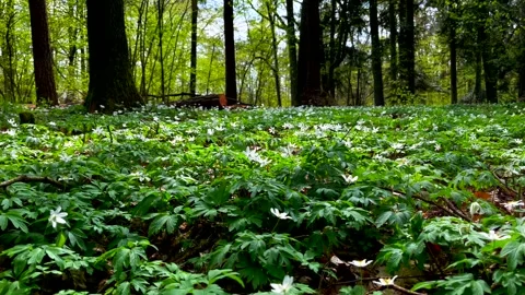 White anemones in spring forest. Early spring flowers. Stock Footage 240698196
