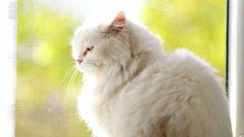 White Angora Cat Sitting by Window, Heterochromia Iridum Stock-Footage 308636428