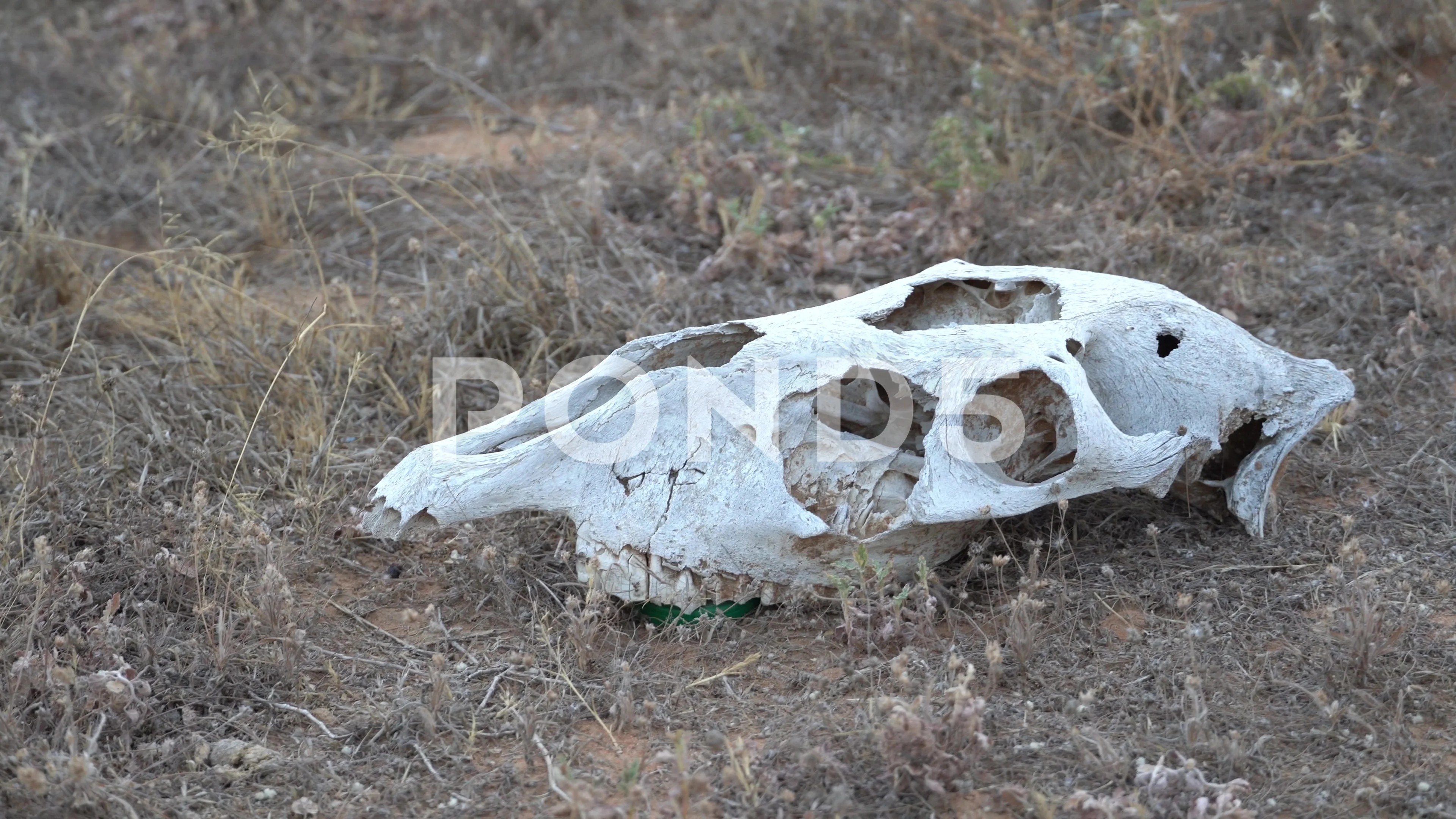 White Animal skull in desert | Stock Video | Pond5