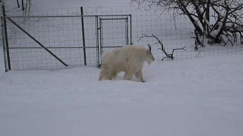 White animal walking Video stock 127057255