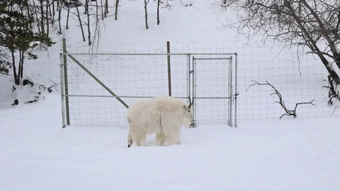 White animal walking in the snow Stock Footage 127058162