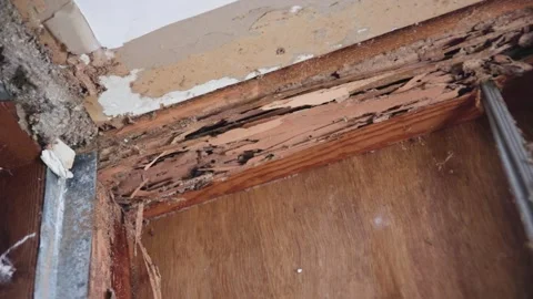 White ant damage behind the cornice. Stock Footage 333300263