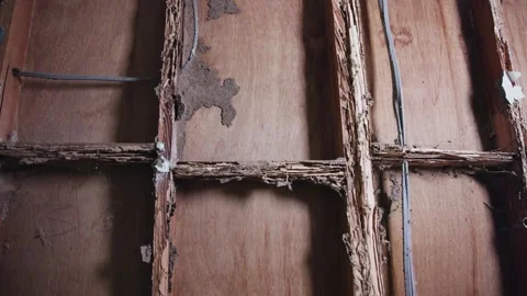 White ant damage previously hidden behind wall requiring extensive repair cost Vidéo 333285448