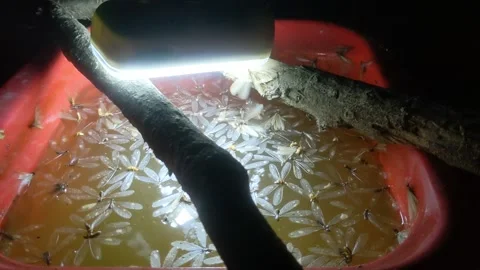 White ant 库存影片 183977356