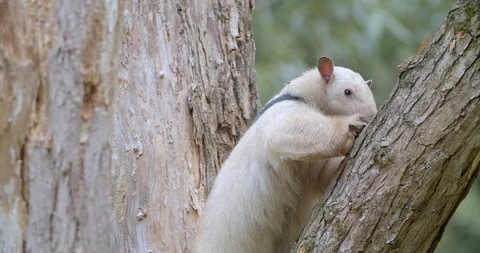 White anteater climbs a tree Video stock 118678552