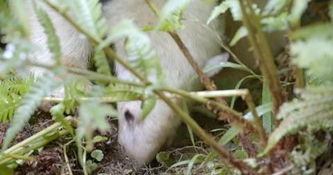 White anteater eats juicy ants Vidéo 118678024