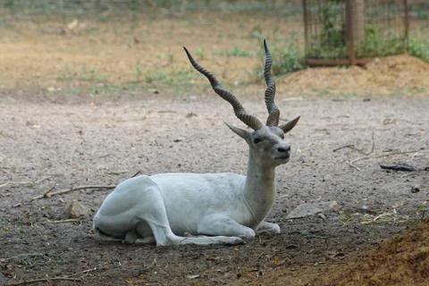 White antelope Stockfoto's
