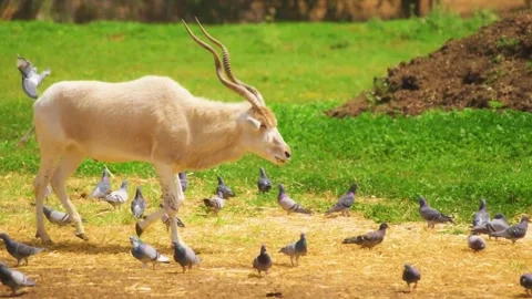 White Antelope Walking on Trail Stock Footage 323136461