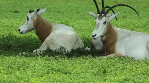 White Antelopes laying down Stock Footage 54421500