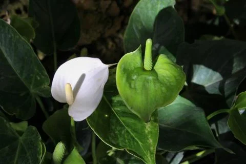White Anthurium Stock Photos