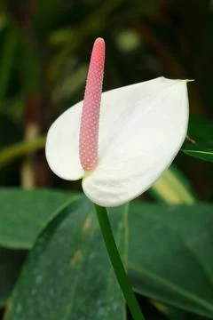 White Anthurium with pink pollen for pattern Foto stock