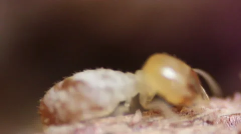 White Ants Closeup Stock-Footage 48639837