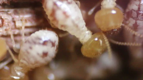 White Ants Extreme Closeup Stock Footage 48640559