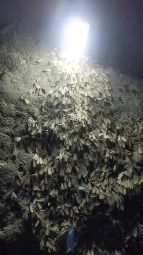 White ants 库存影片 183978330