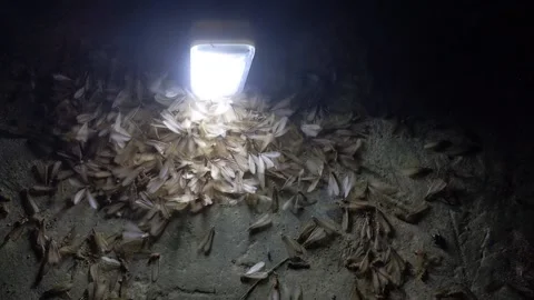 White ants 库存影片 183979019