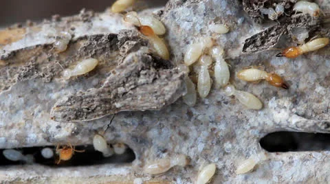 White ants or termites on decomposing wood Stock Footage 27091705