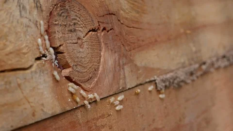 White ants or termites on decomposing wood Stock-Footage 91225538