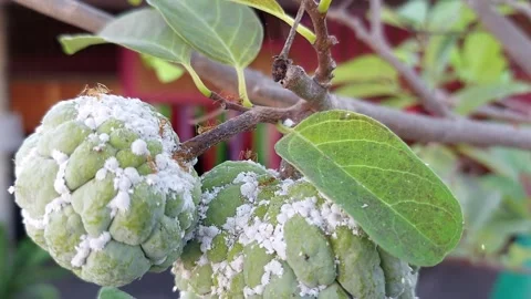 White aphids cling to custard apples Stock Footage 261273643