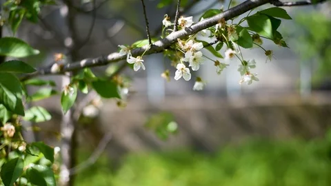 White Apple and pear flowers of cultivated plants against green leaves and light Stock Footage 89775028