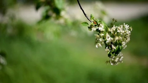 White Apple and pear flowers of cultivated plants against green leaves and light Stock Footage 89775037