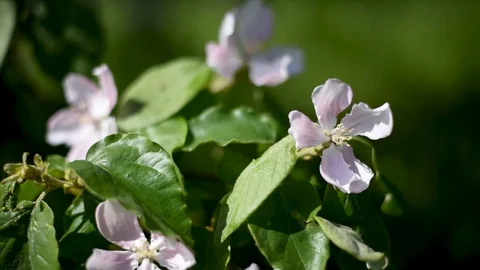 White Apple and pear flowers of cultivated plants against green leaves and light Stock Footage 89775049