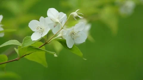 White apple bloom at windy day Stock Footage 7746109