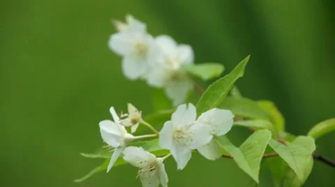 White apple bloom at windy day Stock Footage 7749240