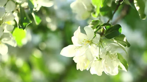 White apple blossom Stock Footage 23182589