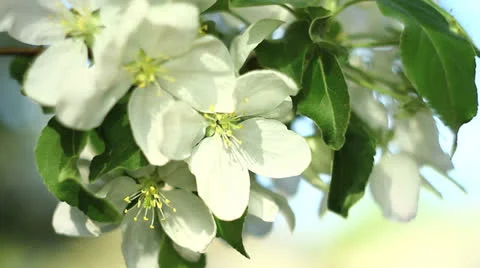 White apple blossom Stock Footage 23182623