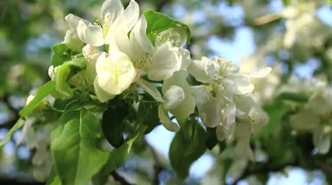 White apple blossom Stock-Footage 23182695