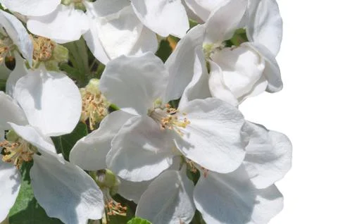 White apple blossom Stock Photos
