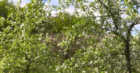 White Apple blossom in spring Stock Footage 91567286