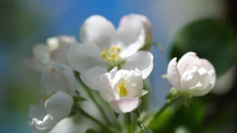 White apple blossom swaying in wind against blue sky close up Stock Footage 346648135