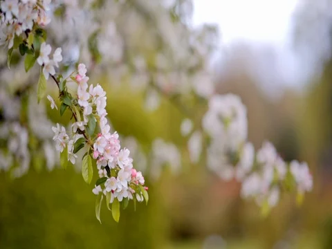 White Apple blossoms on a branch Stock Footage 75561282